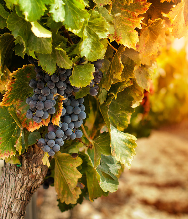 Colaneri Winery Grapes